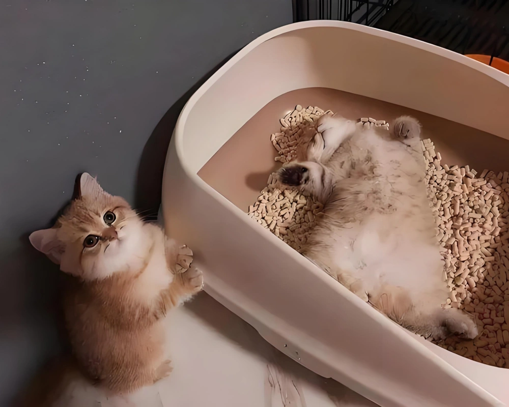 Cat Litter Granules Breaking Problems 
