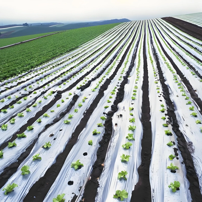 Humic Acid Fertilizer for Sandy Soil