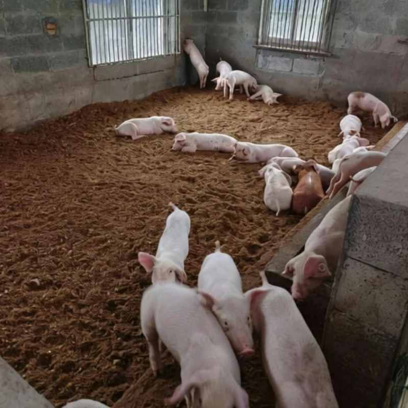 pig manure, Pig Manure Organic Fertilizer Fermentation