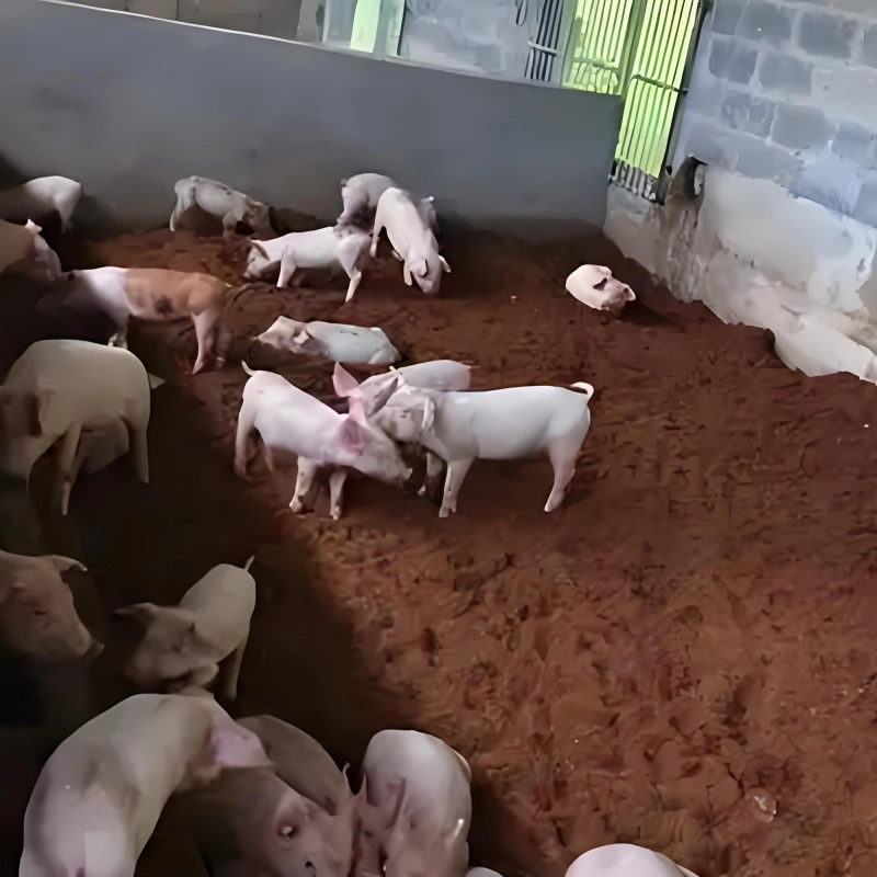 pig manure, Small Organic Fertilizer Machine for Manure