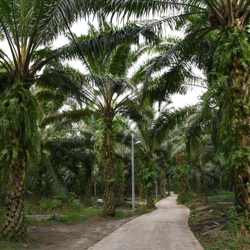 Oil Palm Waste Composting